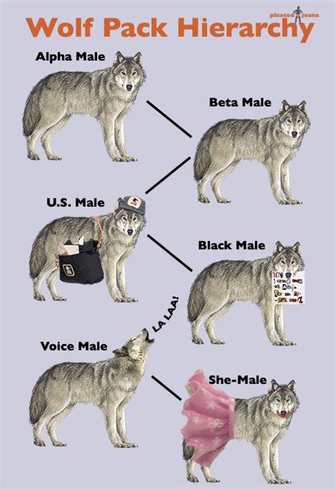 wolf pack ranks and meaning.